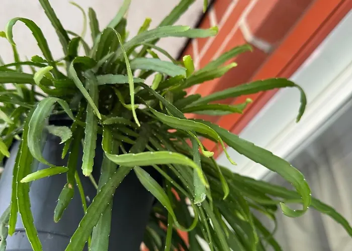 Pi To Ngo Qua Homestay *